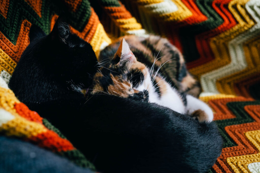 A tuxedo cat and calico cat cuddle together. The calico has her eyes closed.