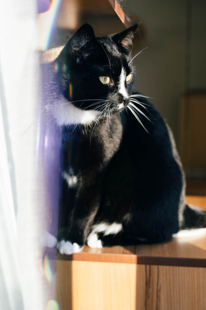 A tuxedo cat looks to the right into the sun. An object creates reflections on the left side of the frame.