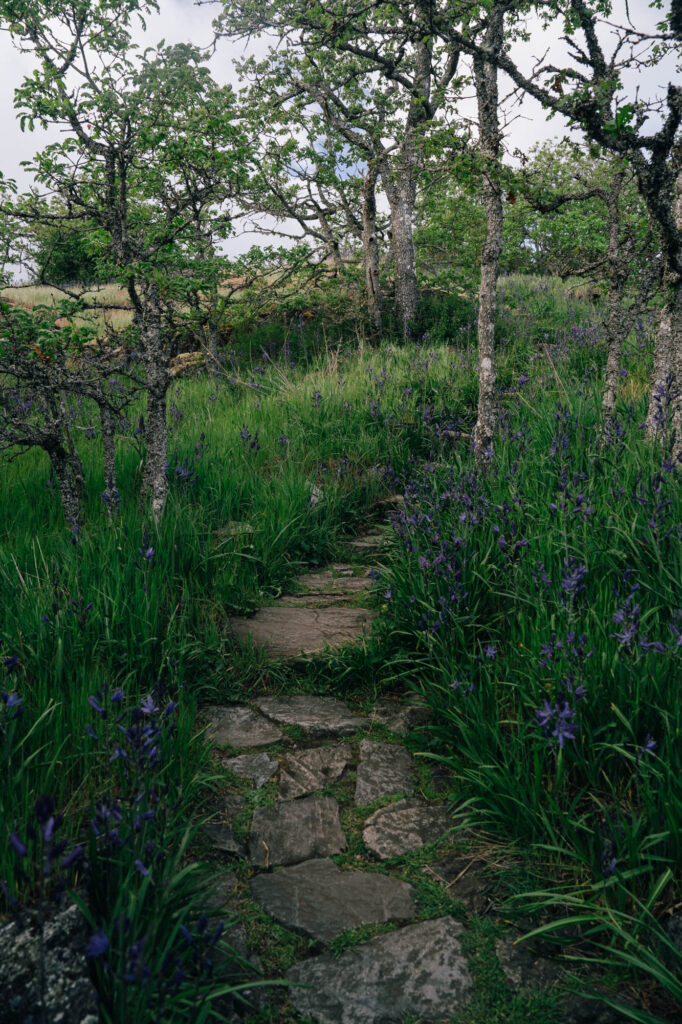 A stony trail through a field of camas in bloom and old garry oak trees