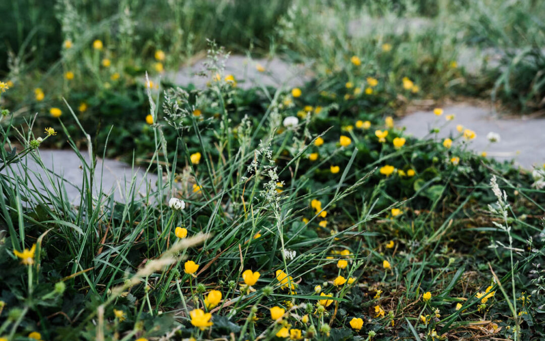 A series of stepping stones with yellow creeping buttercup in the grass between them.