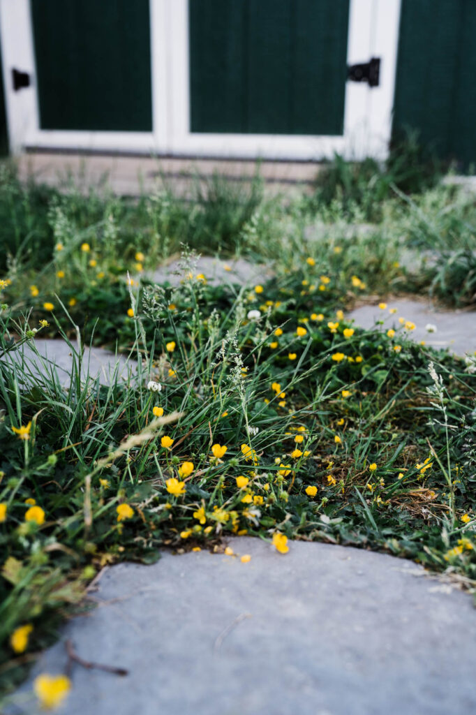 A series of stepping stones with yellow creeping buttercup in the grass between them.