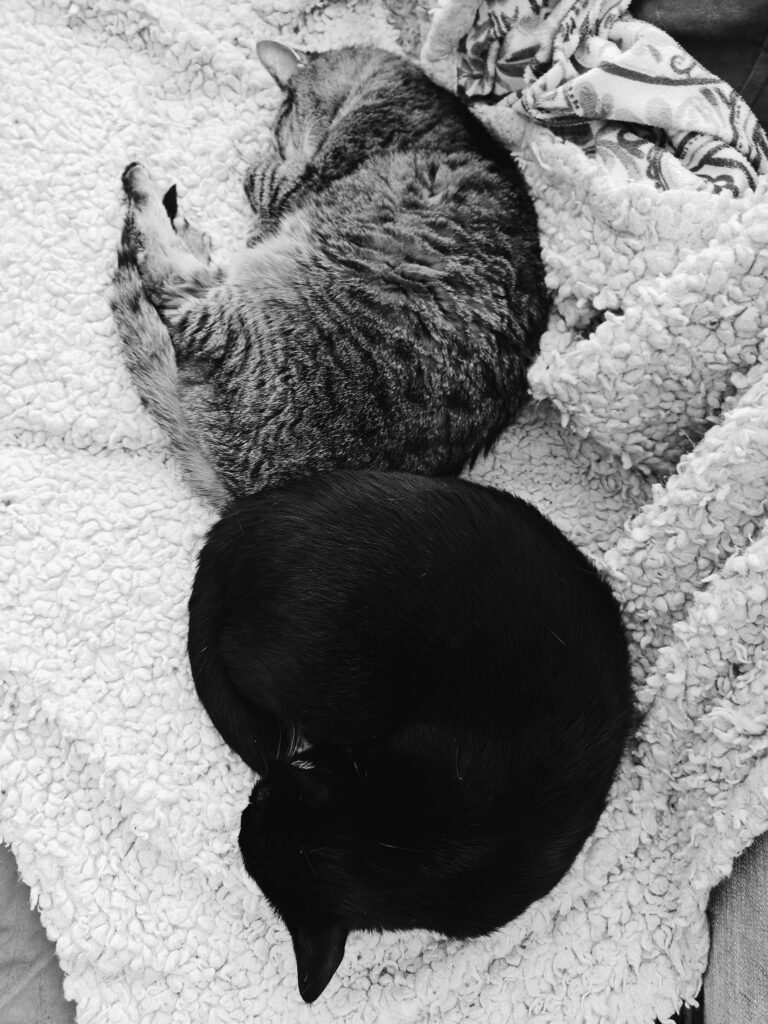 A tabby cat and a tuxedo cat are curled up sleeping on their sides. They face opposite directions. Their butts touch.