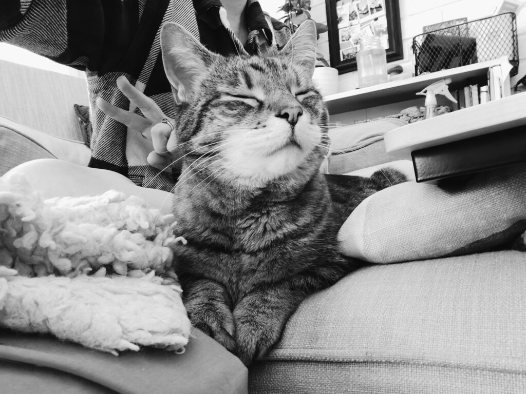 A tabby cat with his eyes closed` sits with his paws together over the edge of the couch cushion. A woman sits behind him with her legs crossed, and is making a peace sign behind his head.